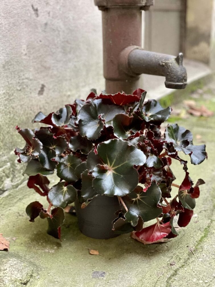 Zdjęcie rośliny Begonia erytrophylla "Black Jungle", ujęcie 1