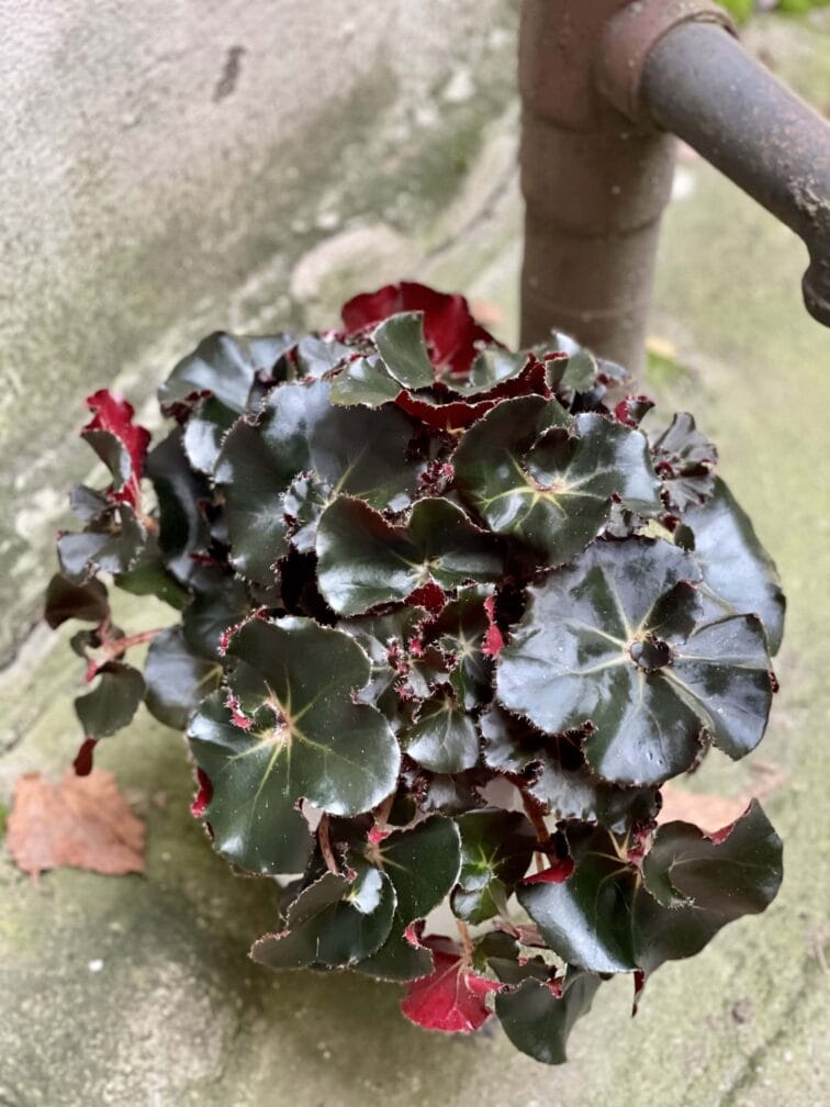 Zdjęcie rośliny Begonia erytrophylla "Black Jungle", ujęcie 2