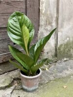 Zdjęcie rośliny Anthurium jenmanii, ujęcie 1