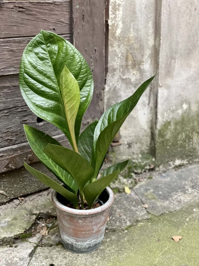 anthurium-jenmanii_15x60-0.jpg Zdjęcie rośliny Anthurium jenmanii, ujęcie 1