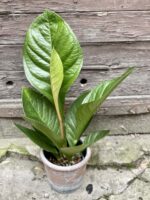 Zdjęcie rośliny Anthurium jenmanii, ujęcie 3
