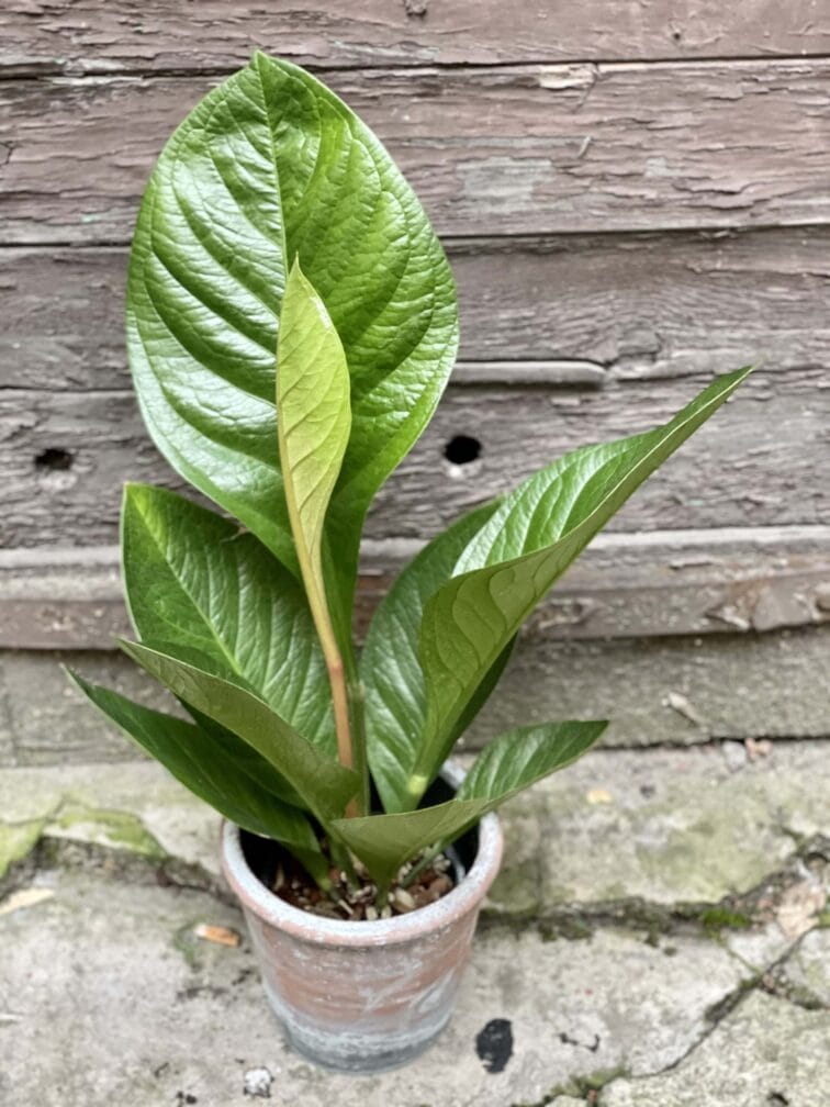Zdjęcie rośliny Anthurium jenmanii, ujęcie 3