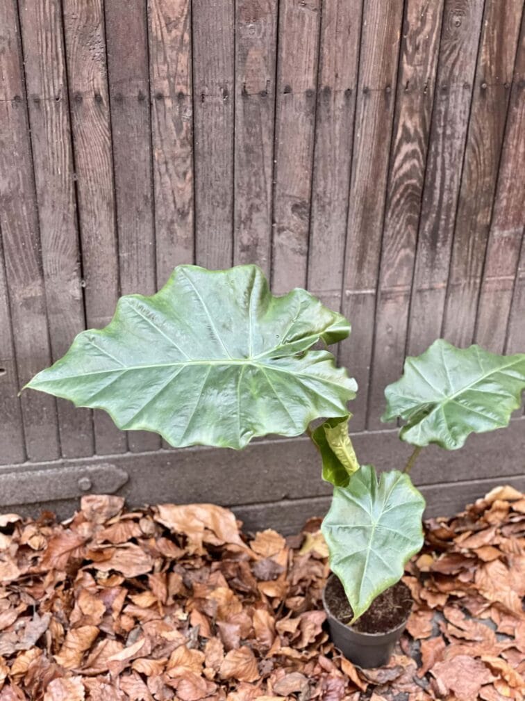 alocasia-portadora_14x40-0.jpg Zdjęcie rośliny Alocasia Portadora, ujęcie 1