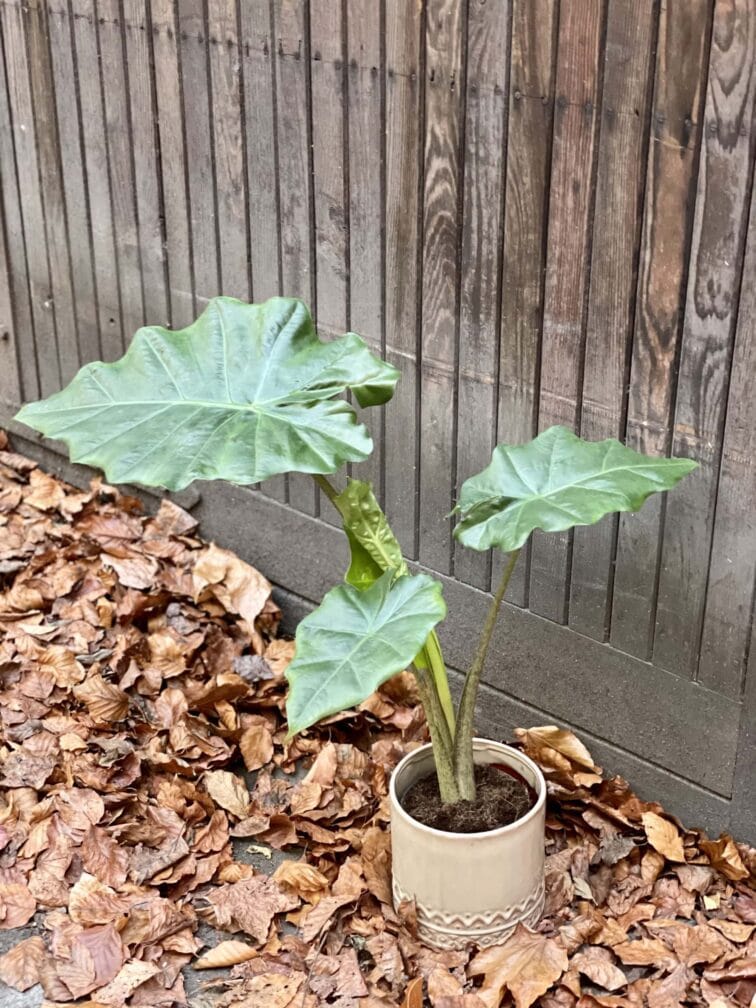 Zdjęcie rośliny Alocasia Portadora, ujęcie 2