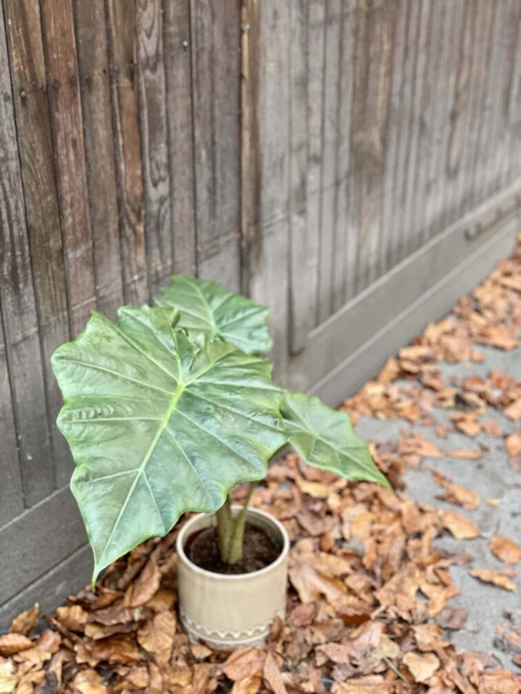 Zdjęcie rośliny Alocasia Portadora, ujęcie 3