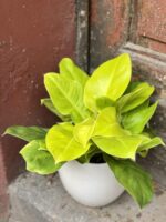 Zdjęcie rośliny Philodendron Moonlight, ujęcie 1