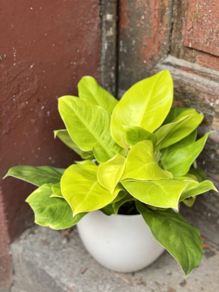 Zdjęcie rośliny Philodendron Moonlight, ujęcie 1