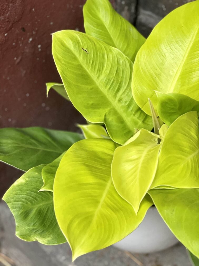 Zdjęcie rośliny Philodendron Moonlight, ujęcie 2