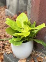 Zdjęcie rośliny Philodendron Moonlight, ujęcie 3