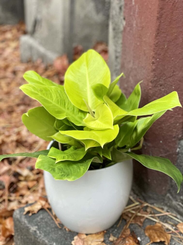 Zdjęcie rośliny Philodendron Moonlight, ujęcie 3