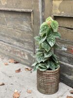 Zdjęcie rośliny Scindapsus pictus Silvery Ann, ujęcie 1