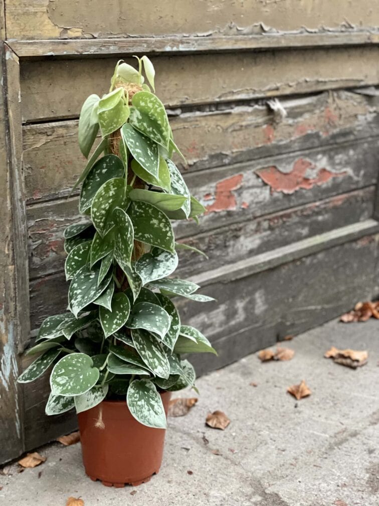 Zdjęcie rośliny Scindapsus pictus Silvery Ann, ujęcie 3