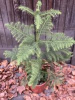 Zdjęcie rośliny Araucaria, ujęcie 1