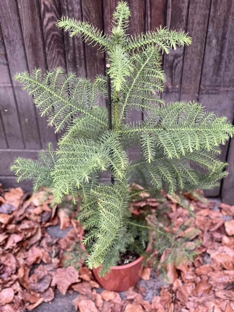 Zdjęcie rośliny Araucaria, ujęcie 1