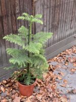 Zdjęcie rośliny Araucaria, ujęcie 2