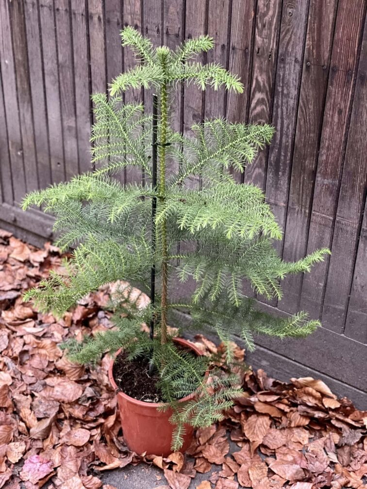 Zdjęcie rośliny Araucaria, ujęcie 3
