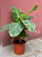 Zdjęcie rośliny Musa Dwarf Cavendish "variegata", ujęcie 1