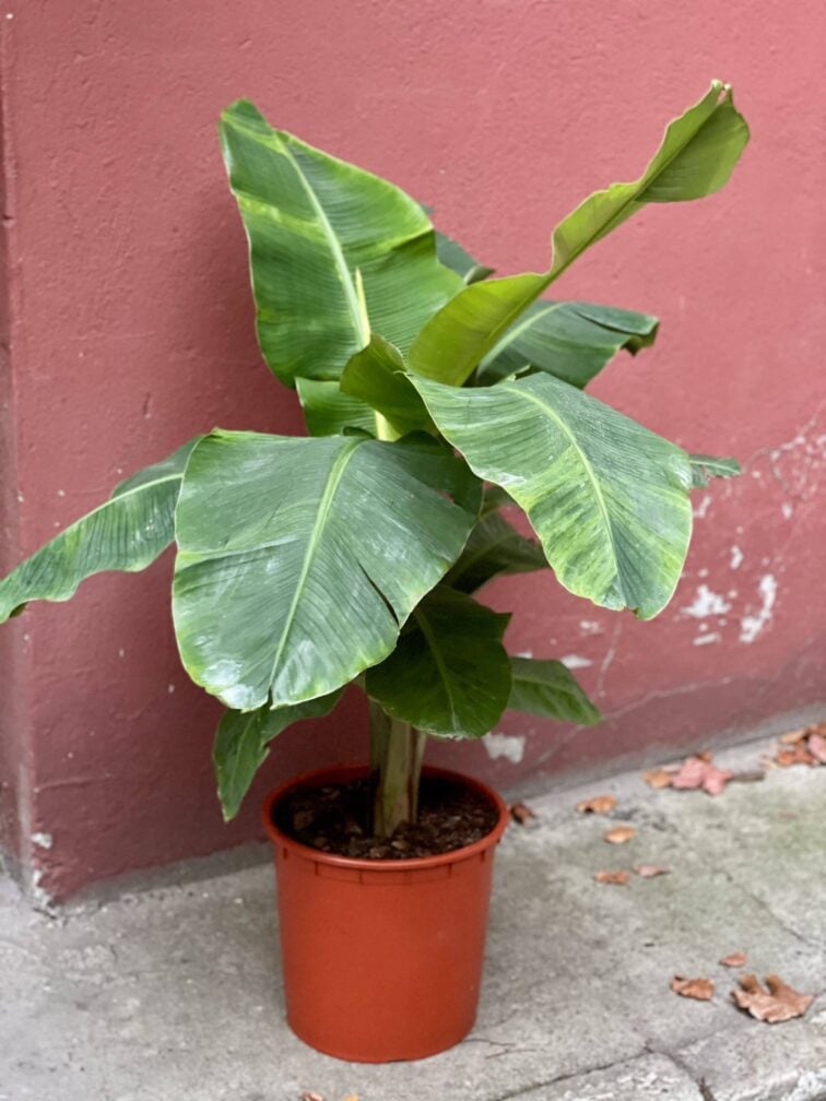 musa-dwarf-cavendish-variegata_34x130-0.jpg Zdjęcie rośliny Musa Dwarf Cavendish "variegata", ujęcie 1