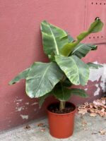Zdjęcie rośliny Musa Dwarf Cavendish "variegata", ujęcie 3