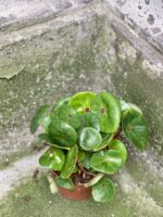 Zdjęcie rośliny Begonia Conchifolia Red Ruby, ujęcie 1