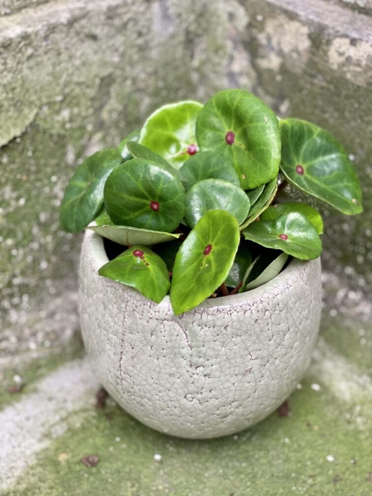 Zdjęcie rośliny Begonia Conchifolia Red Ruby, ujęcie 2