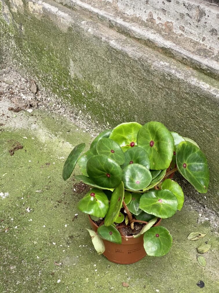 Zdjęcie rośliny Begonia Conchifolia Red Ruby, ujęcie 3