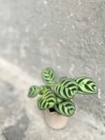 Zdjęcie rośliny Ctenanthe Burle Marx, ujęcie 3