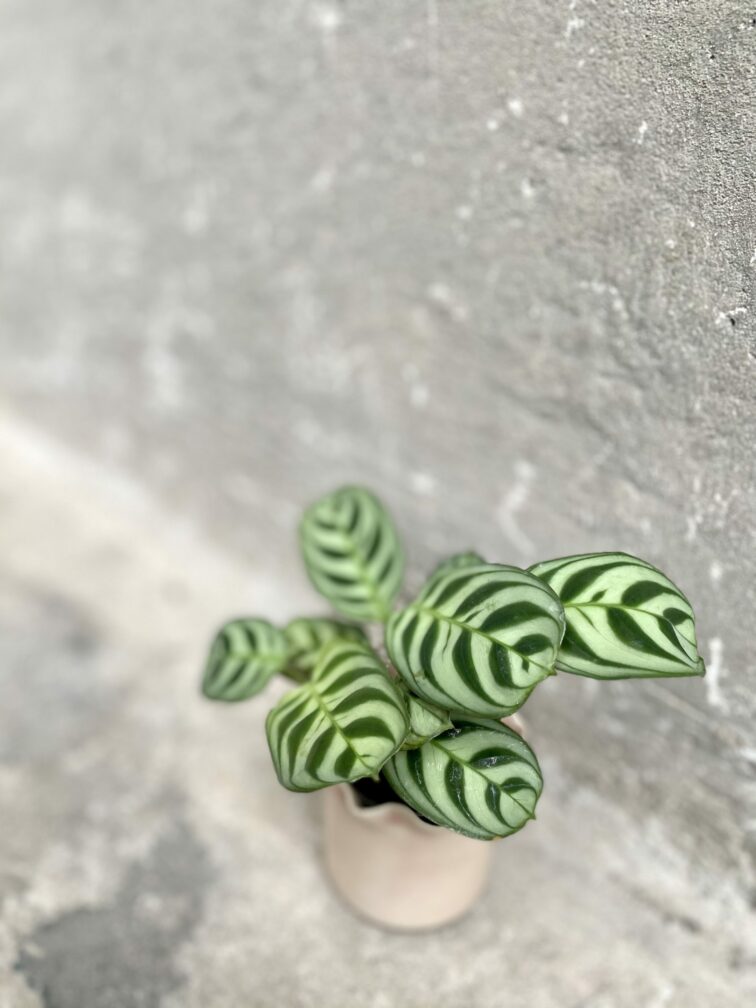 Zdjęcie rośliny Ctenanthe Burle Marx, ujęcie 3