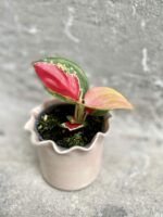Zdjęcie rośliny Aglaonema Red Cochin, ujęcie 2