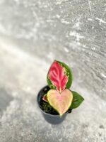 Zdjęcie rośliny Aglaonema Red Cochin, ujęcie 3