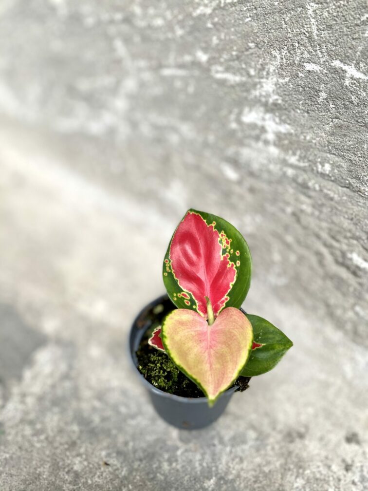 Zdjęcie rośliny Aglaonema Red Cochin, ujęcie 3