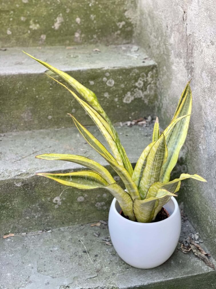 sansevieria-aubrytiana-lauren_14x50-0.jpg Zdjęcie rośliny Sansevieria aubrytiana Lauren, ujęcie 1