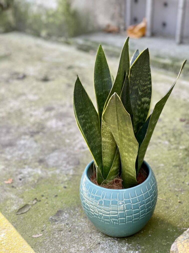 sansevieria-trifasciata-black-diamond_12x30-0.jpg Zdjęcie rośliny Sansevieria trifasciata Black Diamond, ujęcie 1
