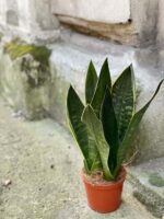 Zdjęcie rośliny Sansevieria trifasciata Black Diamond, ujęcie 2