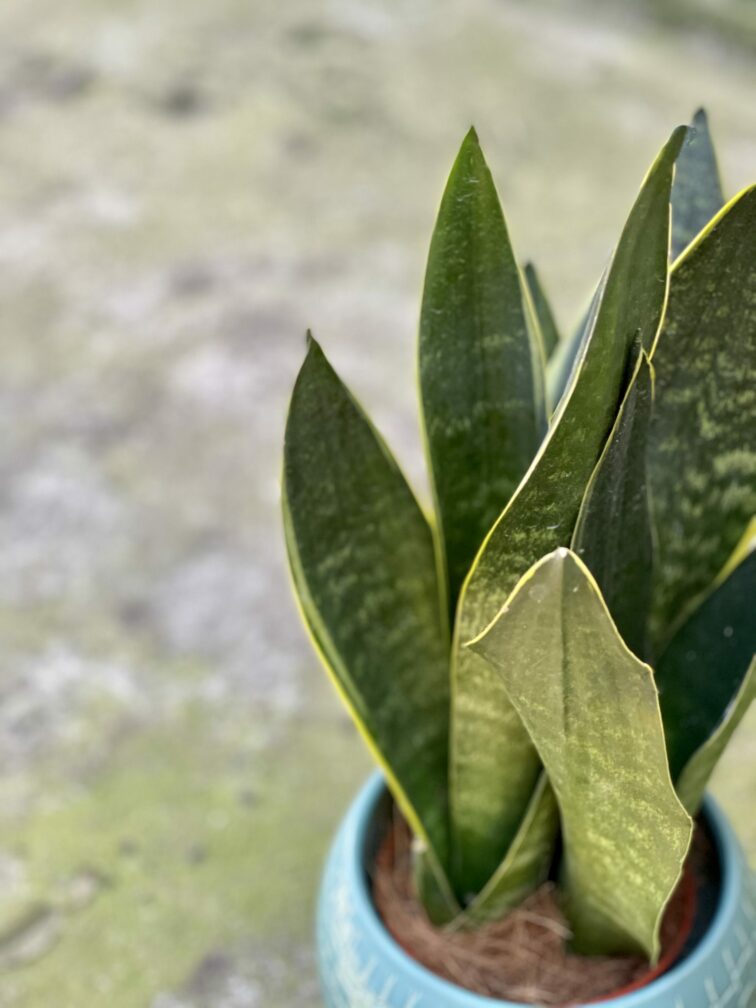 Zdjęcie rośliny Sansevieria trifasciata Black Diamond, ujęcie 3