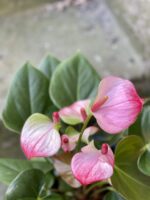 Zdjęcie rośliny Anthurium Hot Lips, ujęcie 1