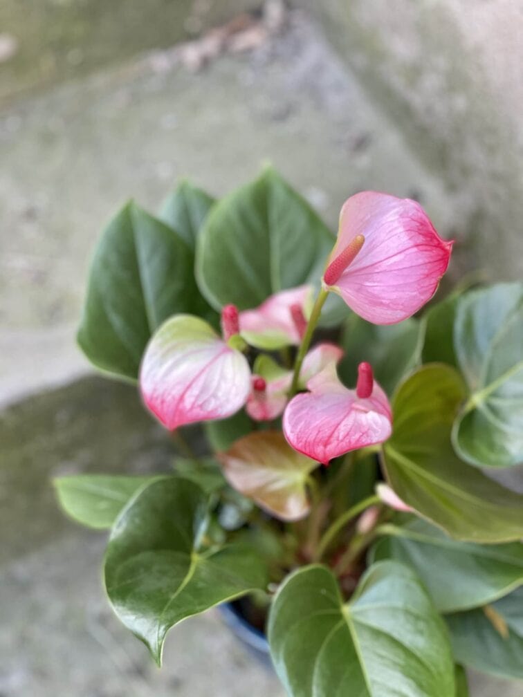 Zdjęcie rośliny Anthurium Hot Lips, ujęcie 2