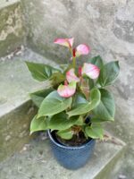 Zdjęcie rośliny Anthurium Hot Lips, ujęcie 3