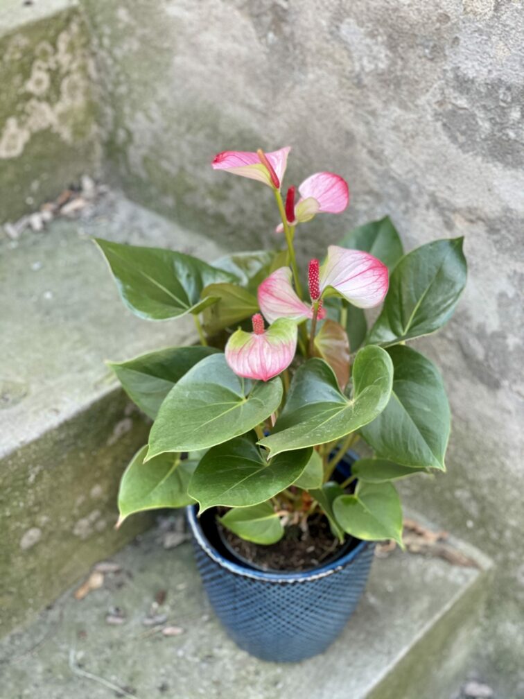 Zdjęcie rośliny Anthurium Hot Lips, ujęcie 3