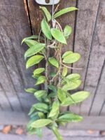 Zdjęcie rośliny Hoya pubicalyx Silver Pink, ujęcie 1