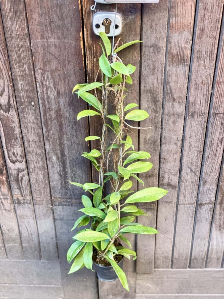 Zdjęcie rośliny Hoya pubicalyx Silver Pink, ujęcie 2