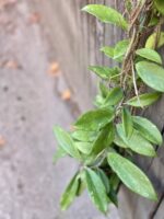Zdjęcie rośliny Hoya pubicalyx Silver Pink, ujęcie 3