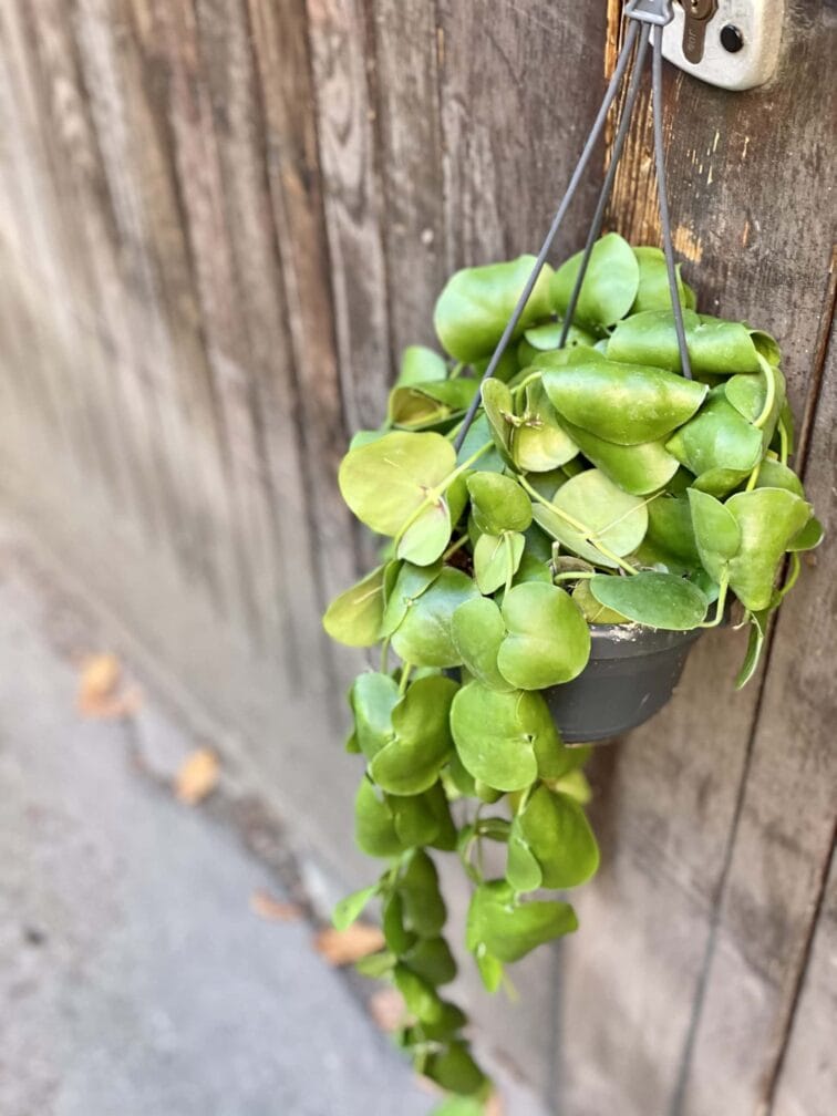 dischidia-platyphylla_14x30-0.jpg Zdjęcie rośliny Dischidia Platyphylla, ujęcie 1