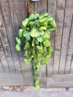 Zdjęcie rośliny Dischidia Platyphylla, ujęcie 2