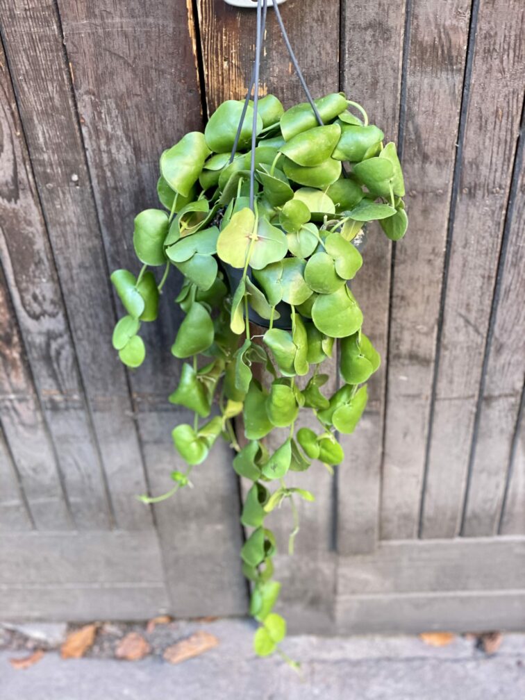 Zdjęcie rośliny Dischidia Platyphylla, ujęcie 2
