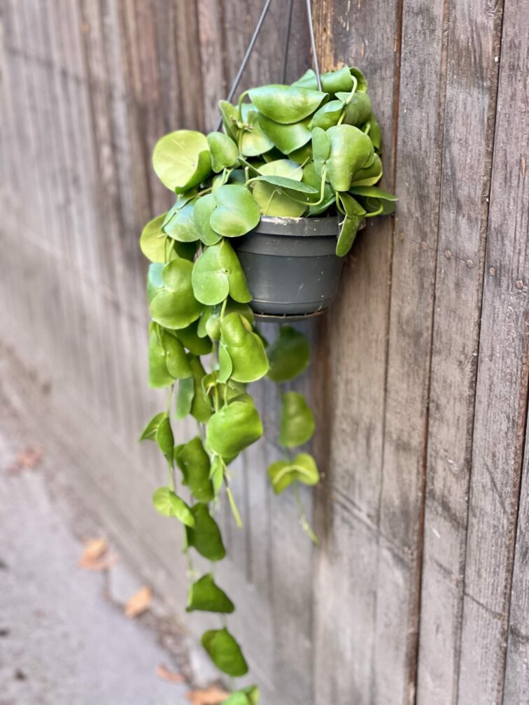 Zdjęcie rośliny Dischidia Platyphylla, ujęcie 3