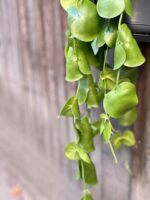 Zdjęcie rośliny Dischidia Platyphylla, ujęcie 4