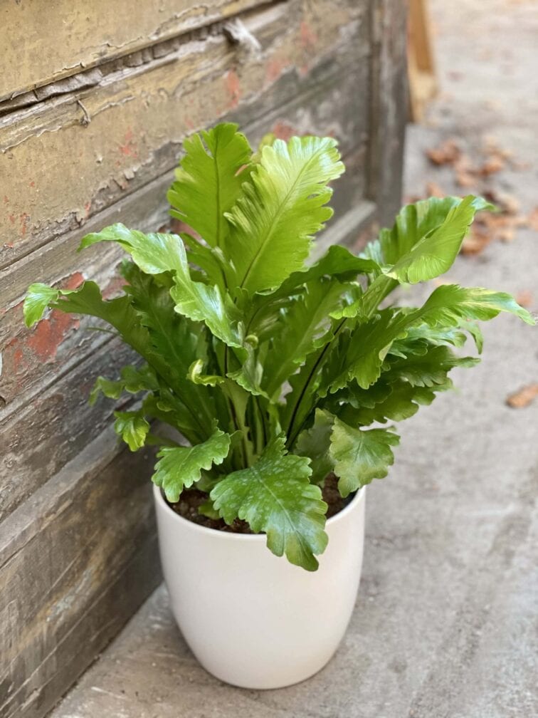 Zdjęcie rośliny Asplenium Nidus Campio, ujęcie 1