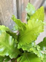 Zdjęcie rośliny Asplenium Nidus Campio, ujęcie 2
