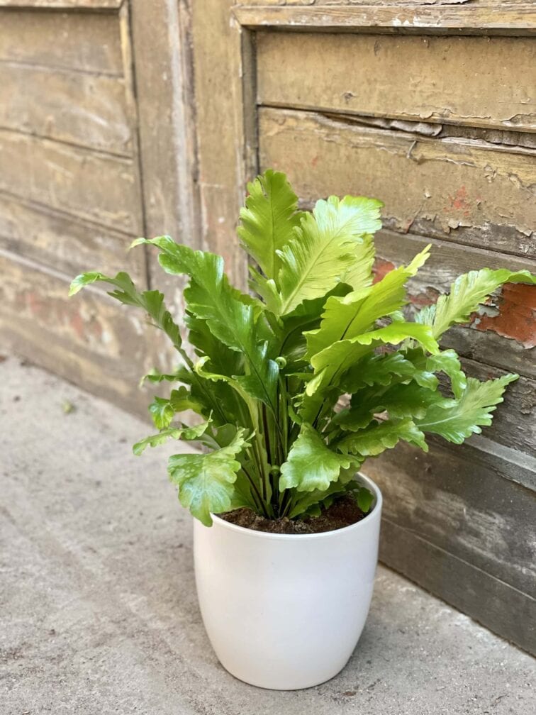 Zdjęcie rośliny Asplenium Nidus Campio, ujęcie 3